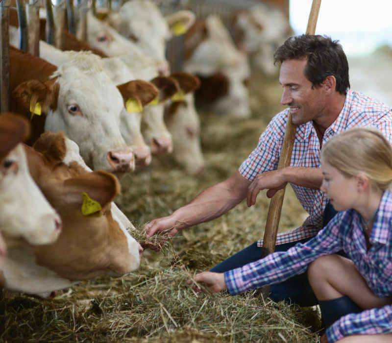 man and girl feeding cows hay