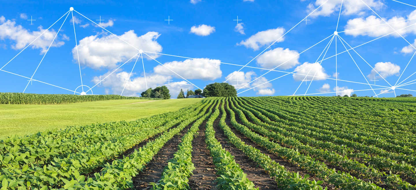 field crops and sky