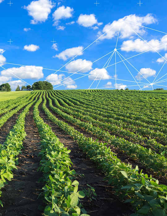 line of crops at a farm