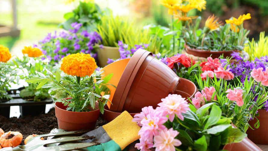 flowers and gardening tools on table