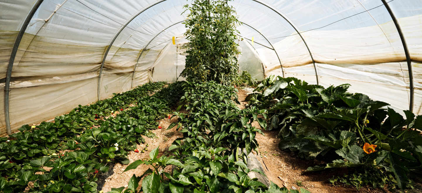 plants in a greenhouse