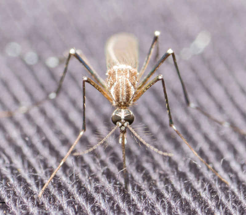 Aedes aegypti front view on fabric