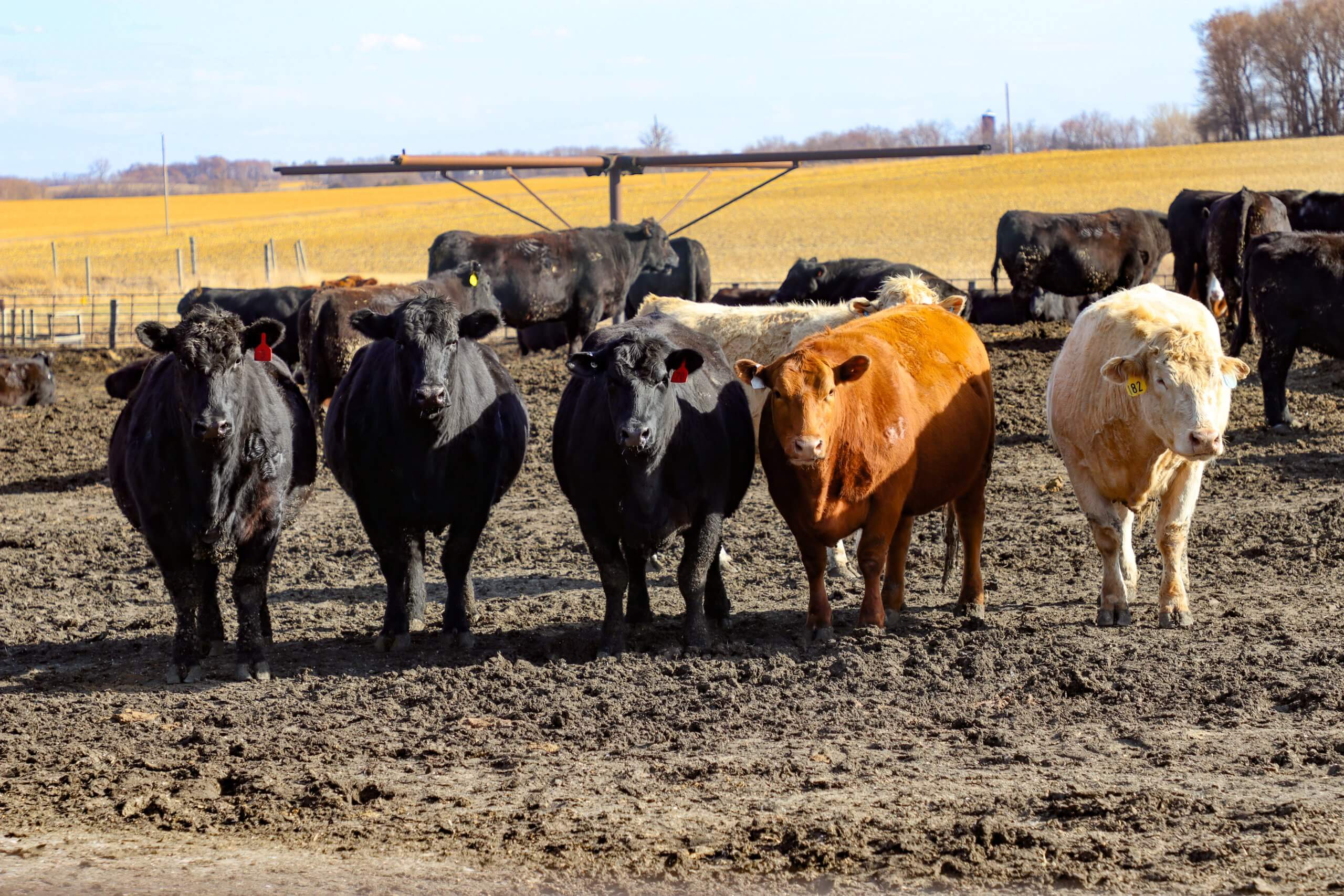 Beef Feedlot