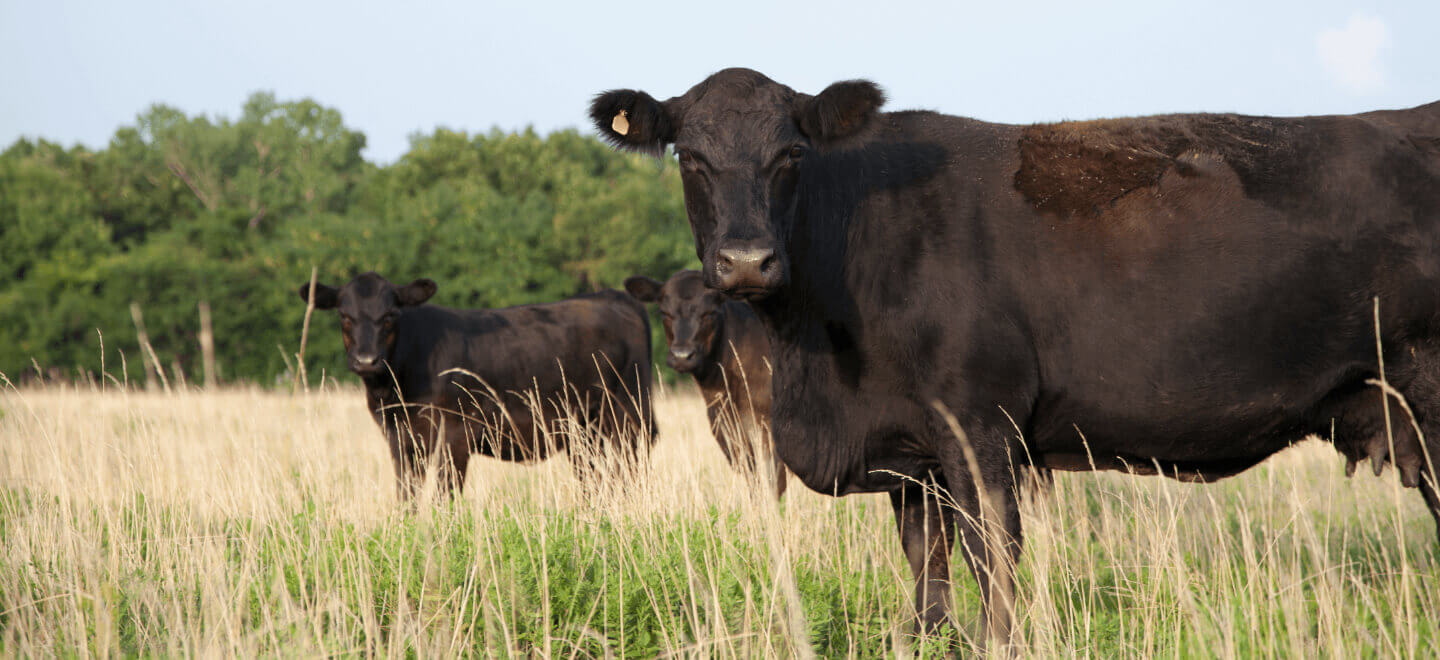 beef cattle in field