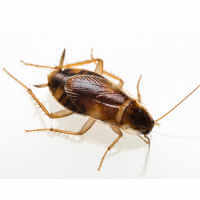 Brown Banded Cockroach (Supella longipalpa)
