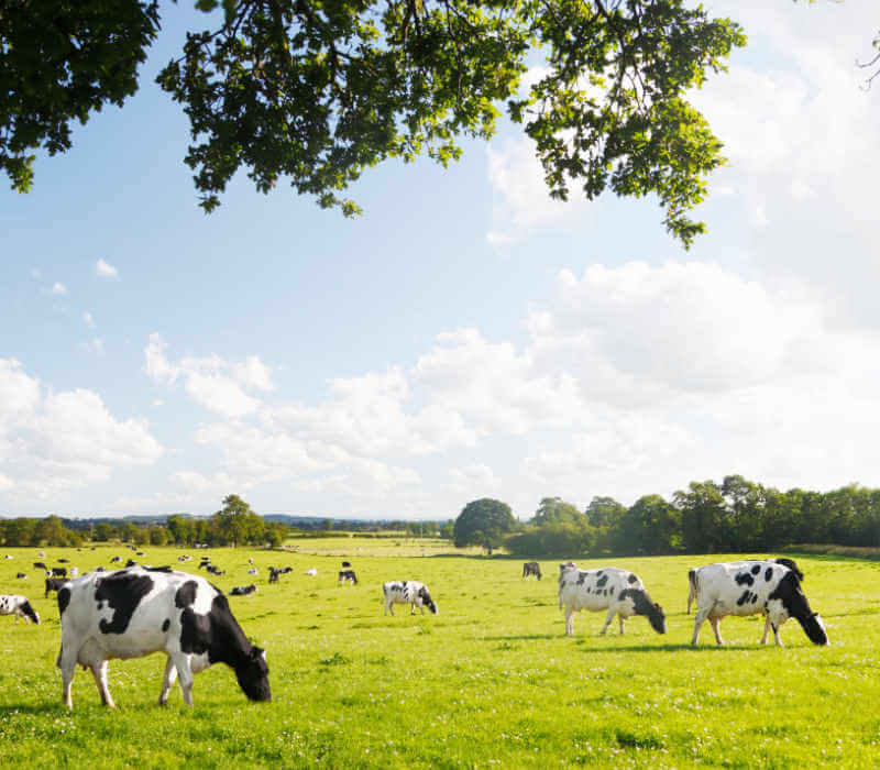 Dairy Cattle under a Summer Sky.
