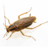 German Cockroach (Blatella Germanica)