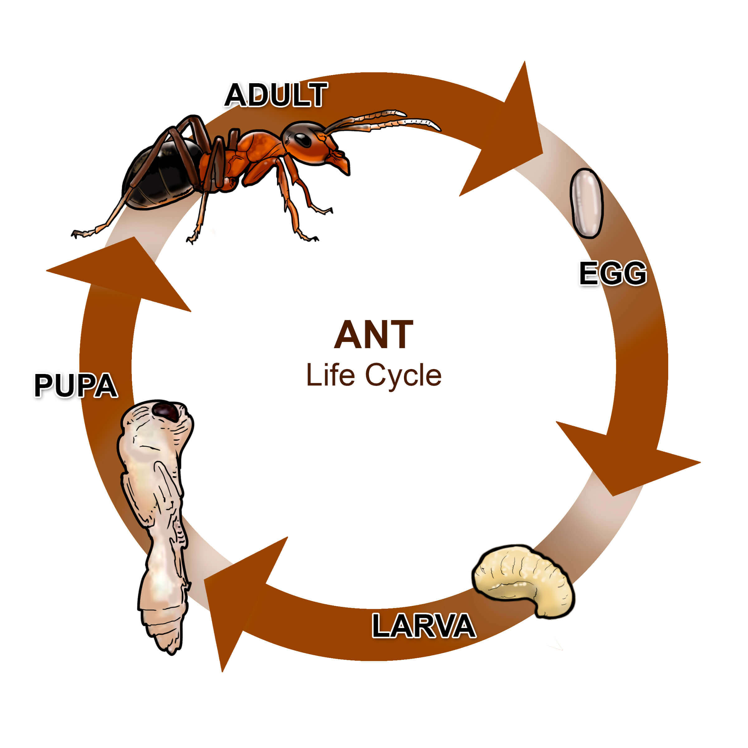 Ants life cycle