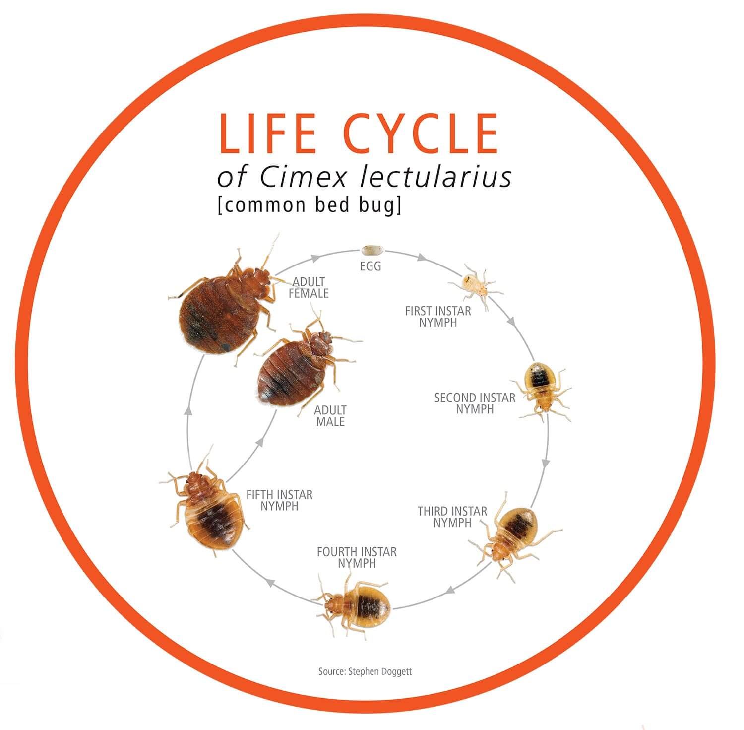 Life cycle graphic of Cimex lectularius (common bed bug): Egg → First Instar Nymph → Second Instar Nymph → Third Instar Nymph → Fourth Instar Nymph → Fifth Instar Nymph → Adult Female or Adult Male