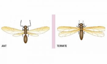 picture of ant and termite