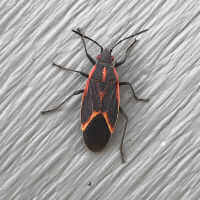 Boxelder bug (Boisea trivittata)