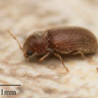 Drugstore Beetle (Stegobium paniceum)
