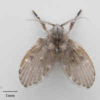 Filter Fly (Clogmia albipunctata)