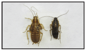 18 week old German cockroach effected by IGR