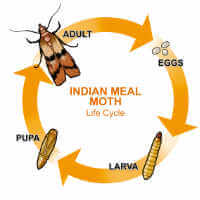 Pantry Moth (Indian Meal Moth): Identification, Life Cycle, Facts & Pictures