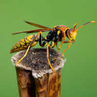 Wasp Chemical Control & Insecticide Products