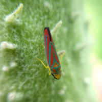 Red-banded leafhopper (Graphocephala coccinea)