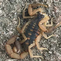 Striped Bark Scorpion (Centruroides vittatus)