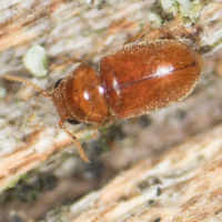 Tobacco Beetle or Cigarette Beetle (Lasioderma serricorne)