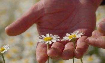 A person's hand delicately handling pyrethrum daisies in a field.