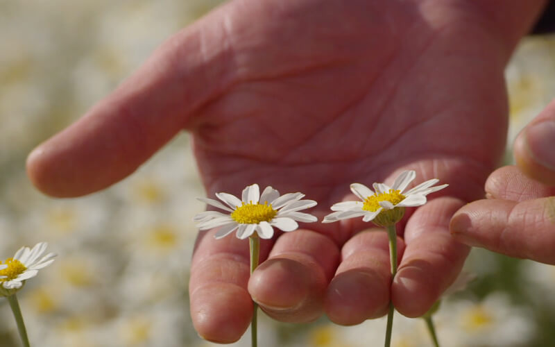 A person's hand delicately handling pyrethrum daisies in a field.