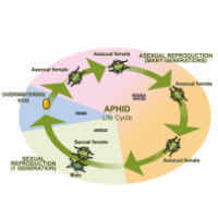 aphid life cycle