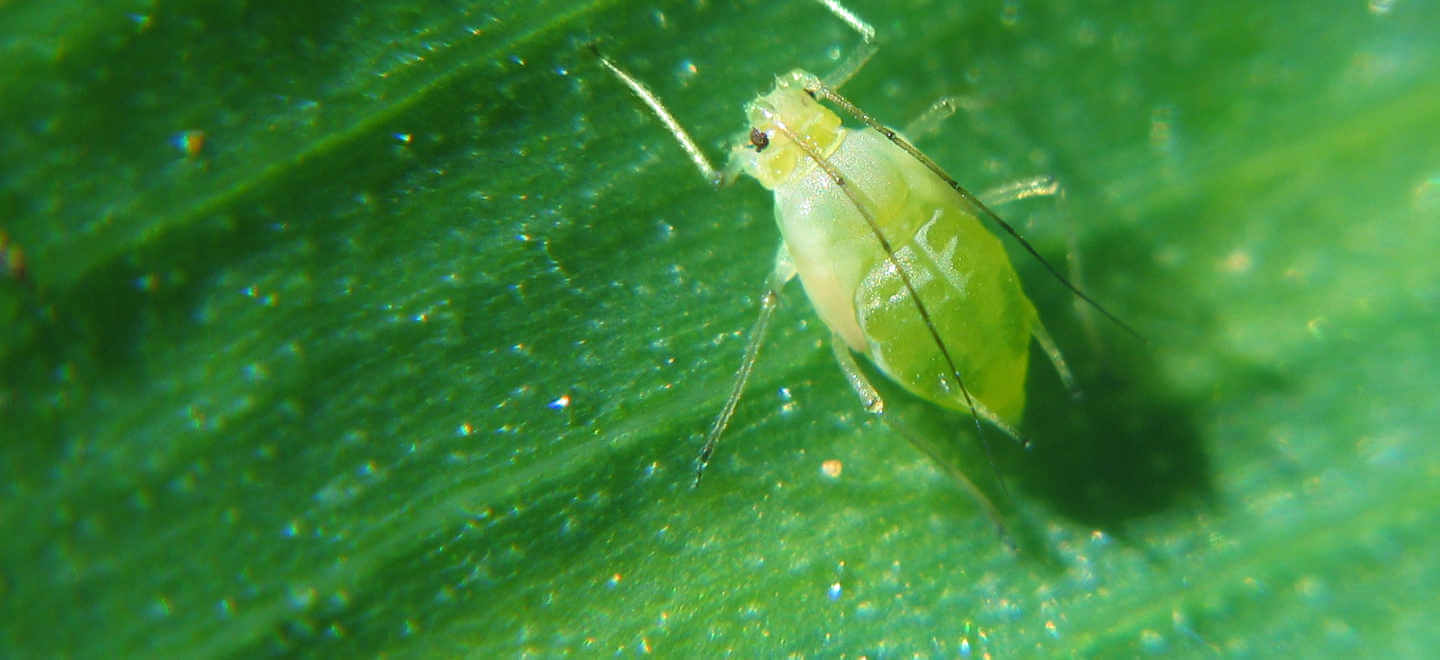 aphid on green leaf