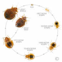 bed bug life cycle