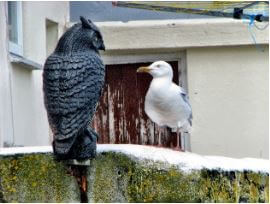 bird and owl on wall