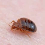 Common Bed Bug (Cimex lectularius) Feeding