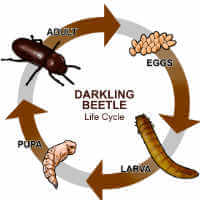 darkling beetle life cycle