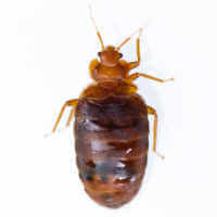 Common bed bug (Cimex lectularis)