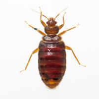 female tropical bed bug