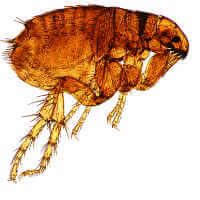 Cat flea (Ctenocephalides felis)