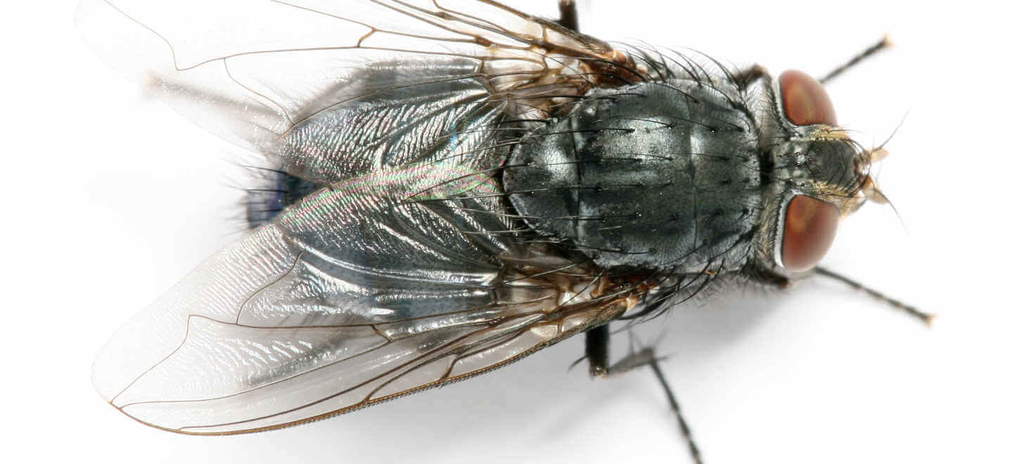 Banner image of a house fly, shown up close.