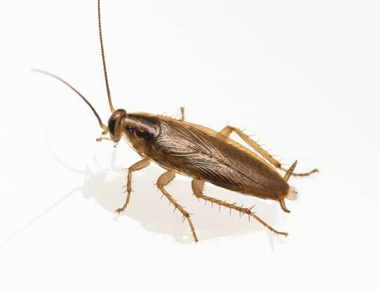 German Cockroach