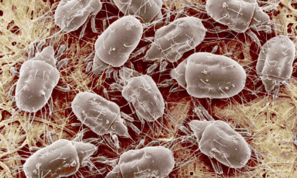 mold mites