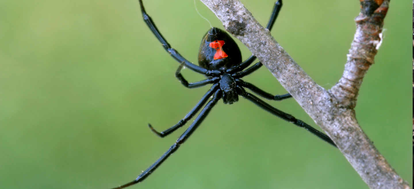 black widow on tree branch