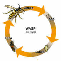 wasp life cycle