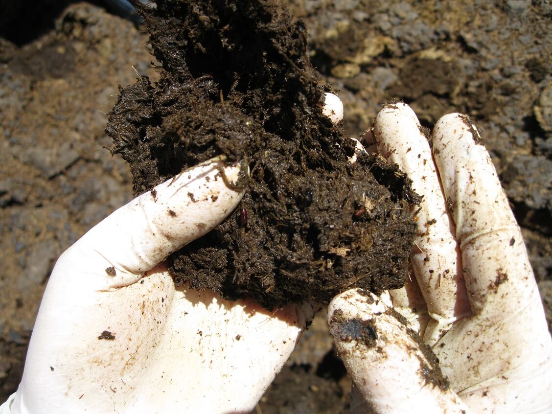 Closeup of two hands going through a clump of soil, inspecting for flies.