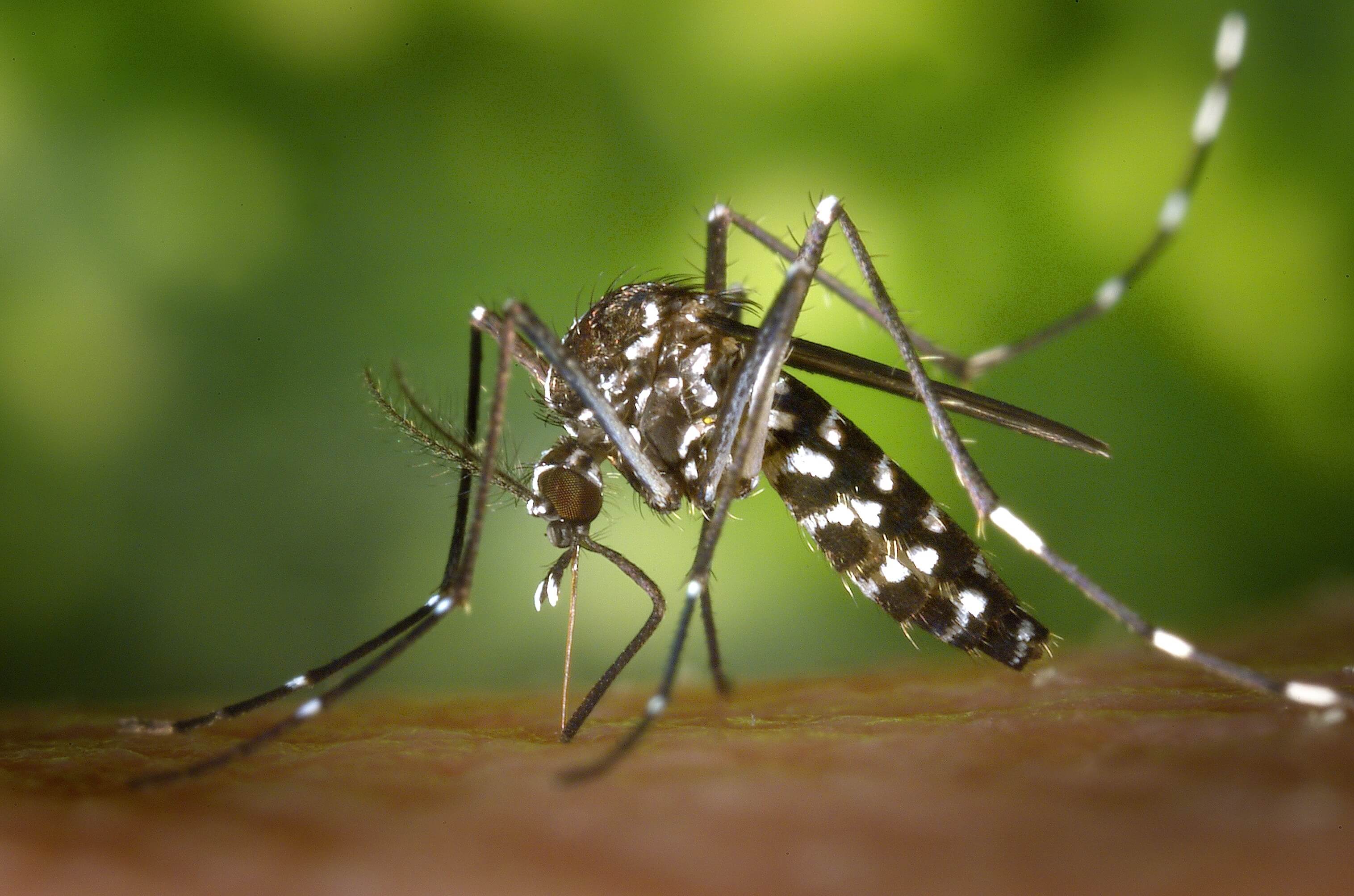 A closeup look at an Aedes albopictus, a problematic pest that bites.