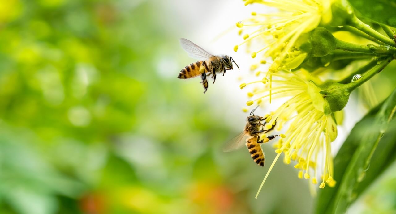 Closeup of two bees, which are very important pollinators.