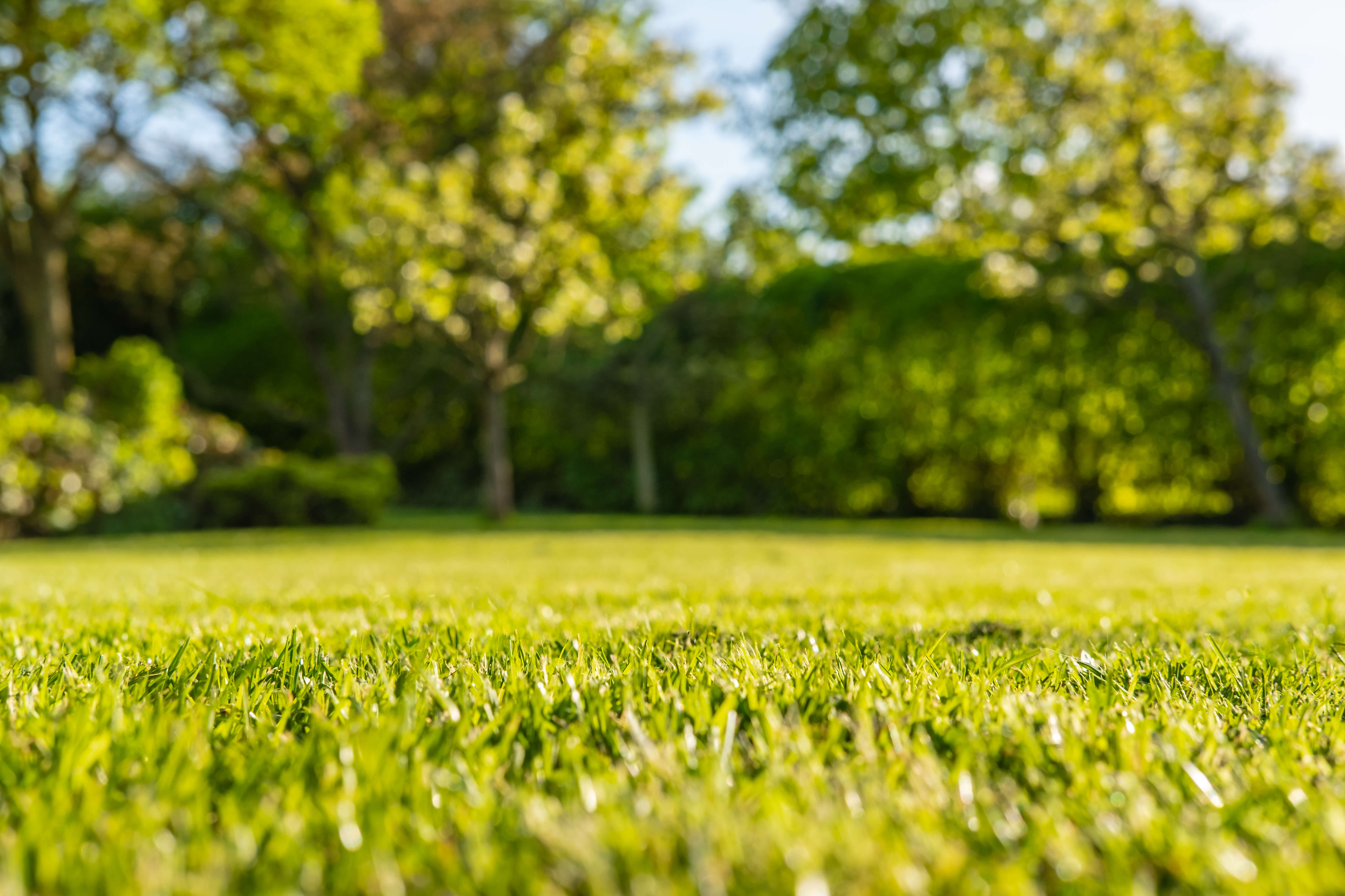 Sunshine casts down on a lush lawn, with a tree line in the background.