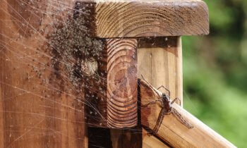 A spider web stuck on the side of a deck.