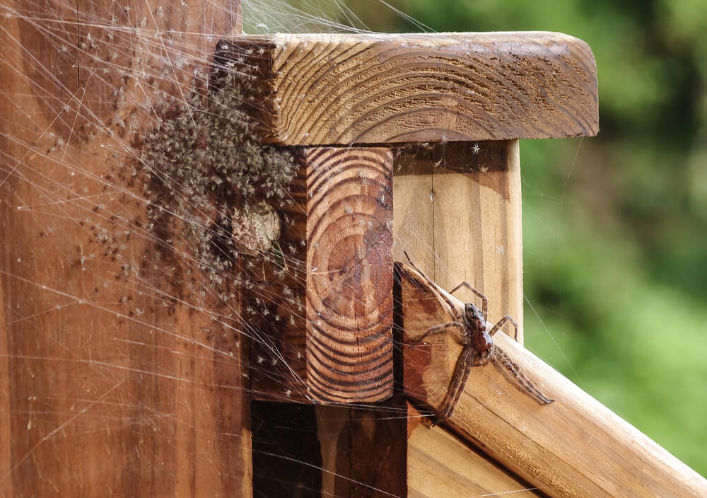 A spider web stuck on the side of a deck.
