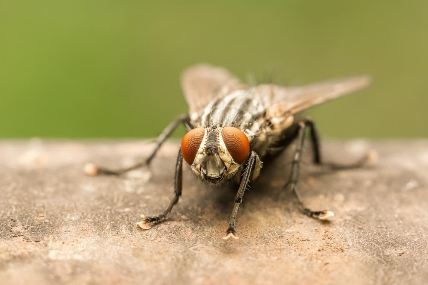 Fly Control in Egg Laying Facilities: Image of Fly