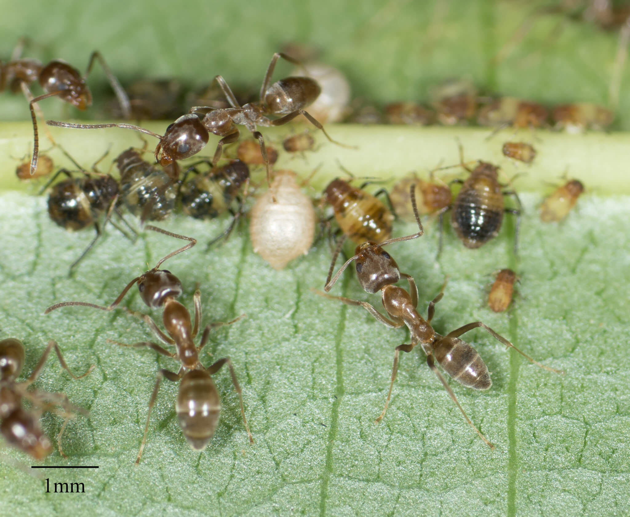 Group of Argentine ants
