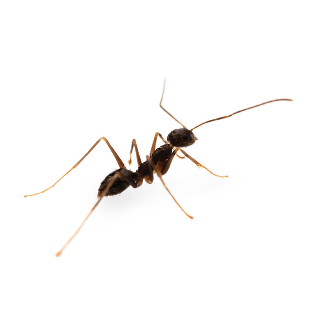 Black Crazy Ant: 1/8 inch long, dark brown to blackish in color, extraordinarily long antennae