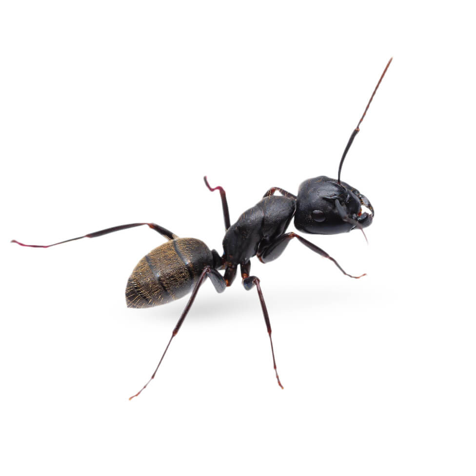 Carpenter Ant: 1/8 inch long, black or black & red