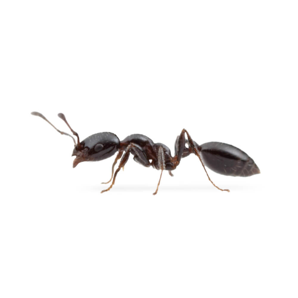 Little Black Ant: 1/8 inch long, dark brown to black in color, small & shiny